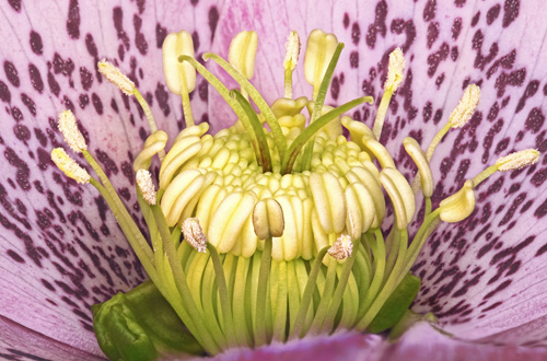 Hellebore Flower