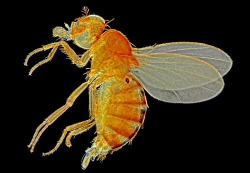 Female Fruit Fly