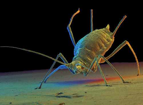 Green Peach Aphid, SEM