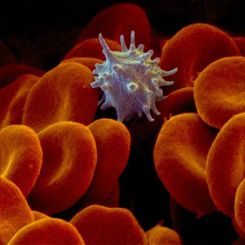 Red Blood Cells & Platelet, SEM