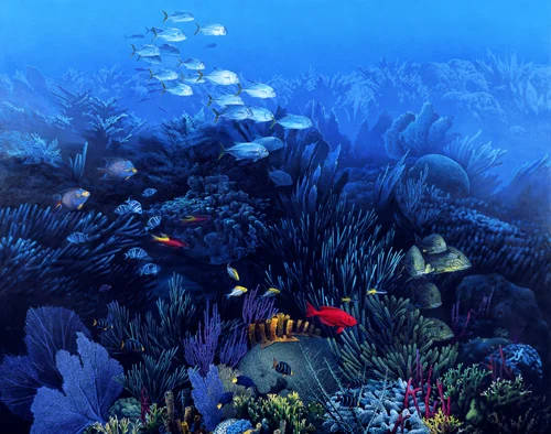 Tropical Coral Reef