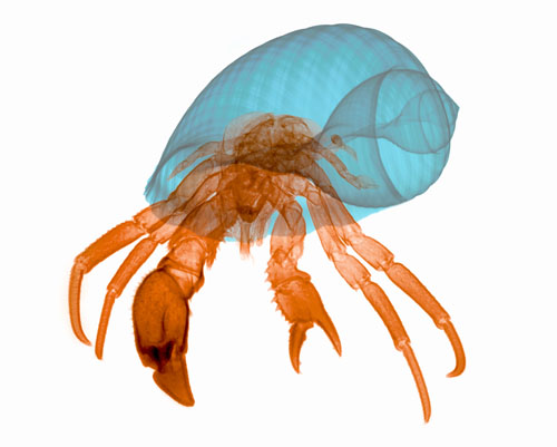 Hermit Crab X-ray
