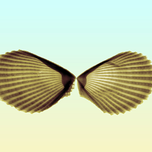 Sea Shell X-ray