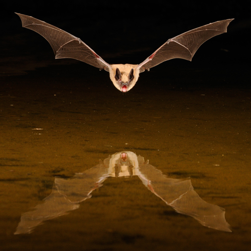 Brown Bat and Reflection