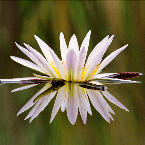 Water Lily