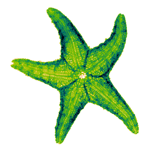Starfish X-ray