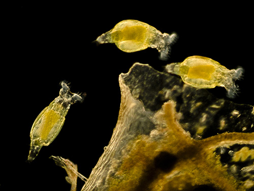 Rotifers