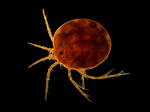 Aquatic Mite (Hydrachna)