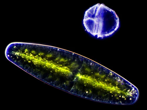 Algae &amp; Dinoflagellate