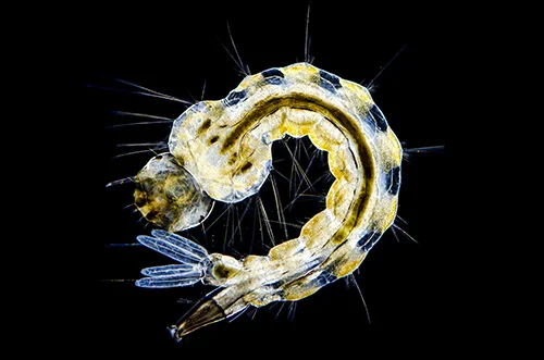 Tiger Mosquito Larva