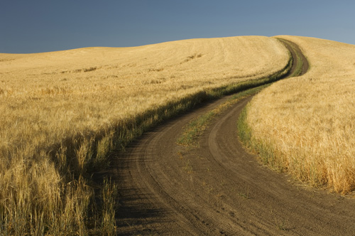 Road through wheatfield