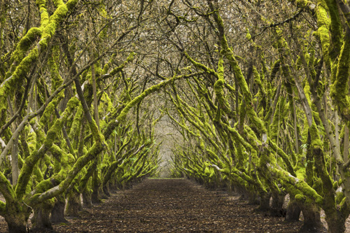 Path through orchard