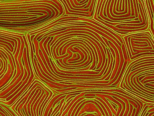 Fish Scale Cell