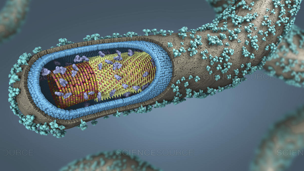 Ebola virus, illustration