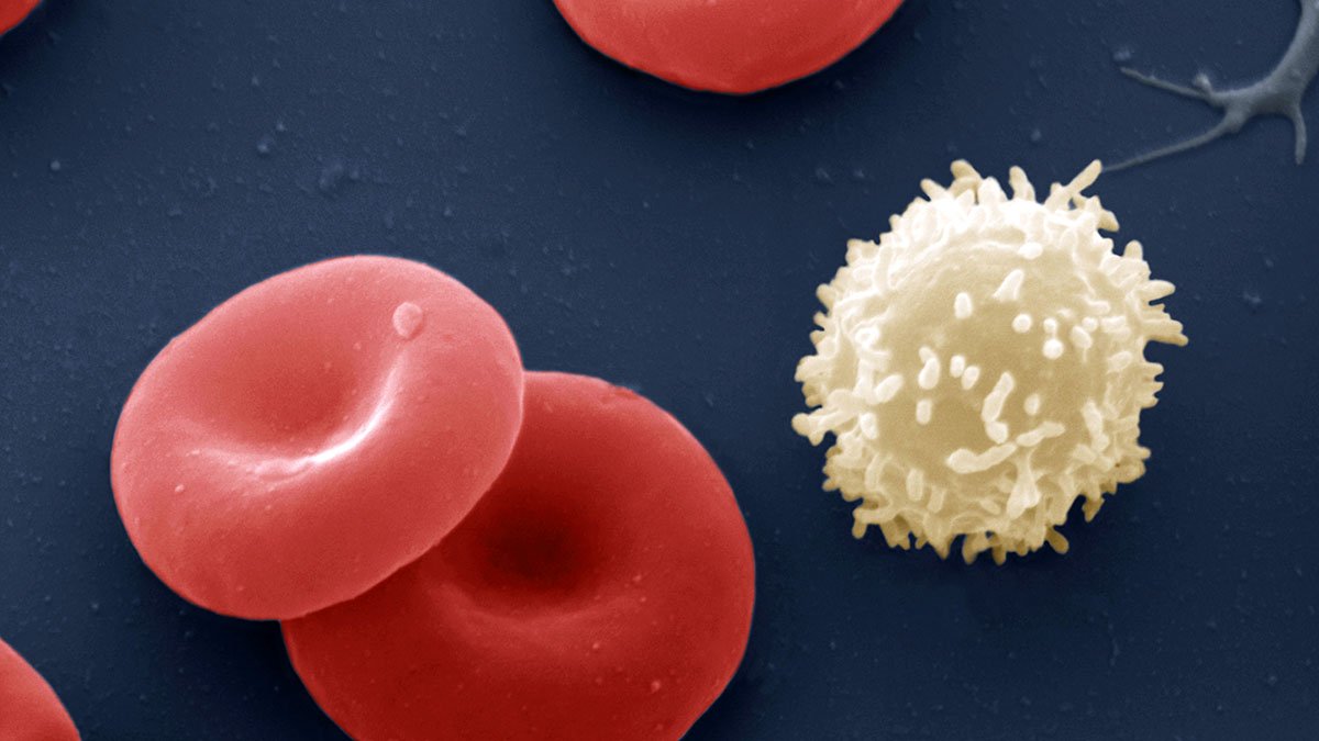 Medical Images red and white blood cells micrograph