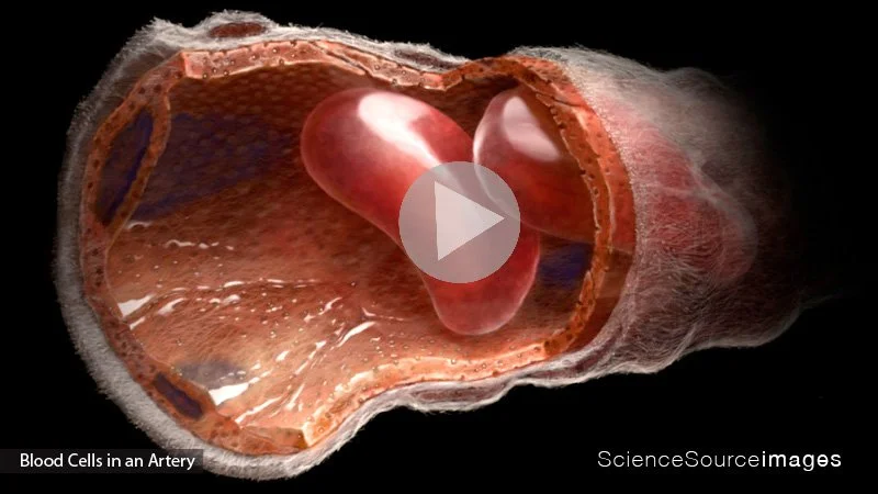 Science & Medical Stock Images | Science Source