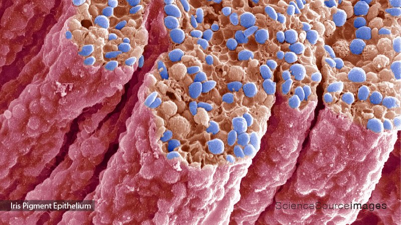 Iris Pigment Epithelium, SEM