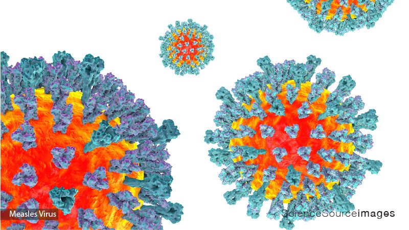 Measles Virus, Illustration