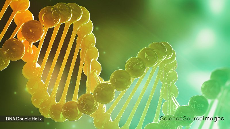 DNA Double Helix 3D Illustration