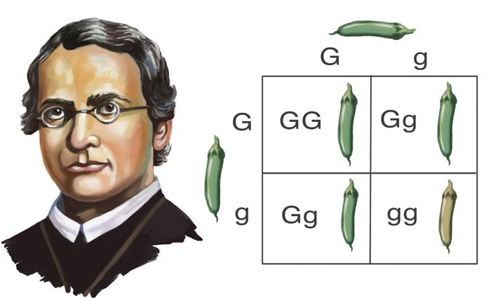 scientist-gregor-mendel.jpg