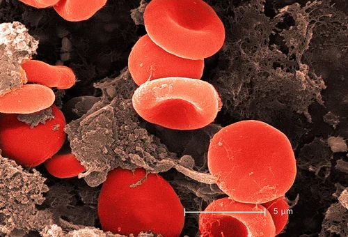Exploring Microscopy: Ultimate List of Microscope Types With Image ...