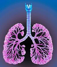 A medical illustration of human lungs.