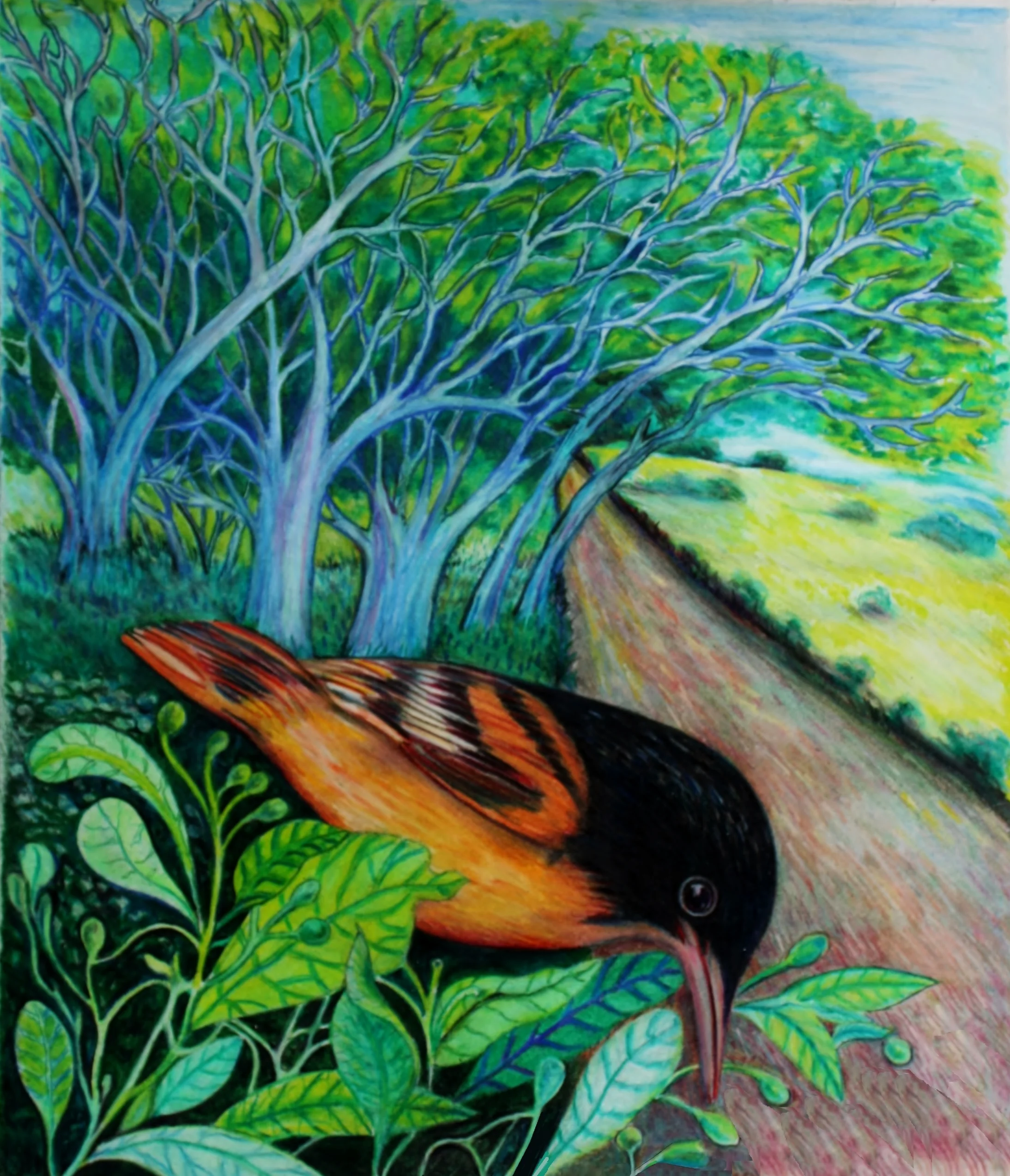Baltimore Oriole on the Path