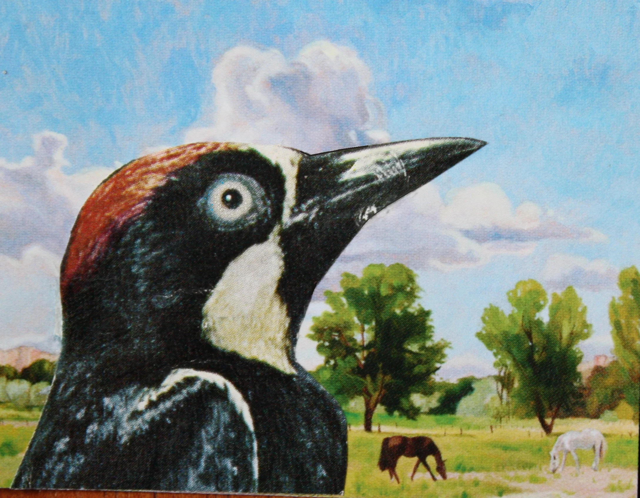 BIRD COLLAGE 10.jpg