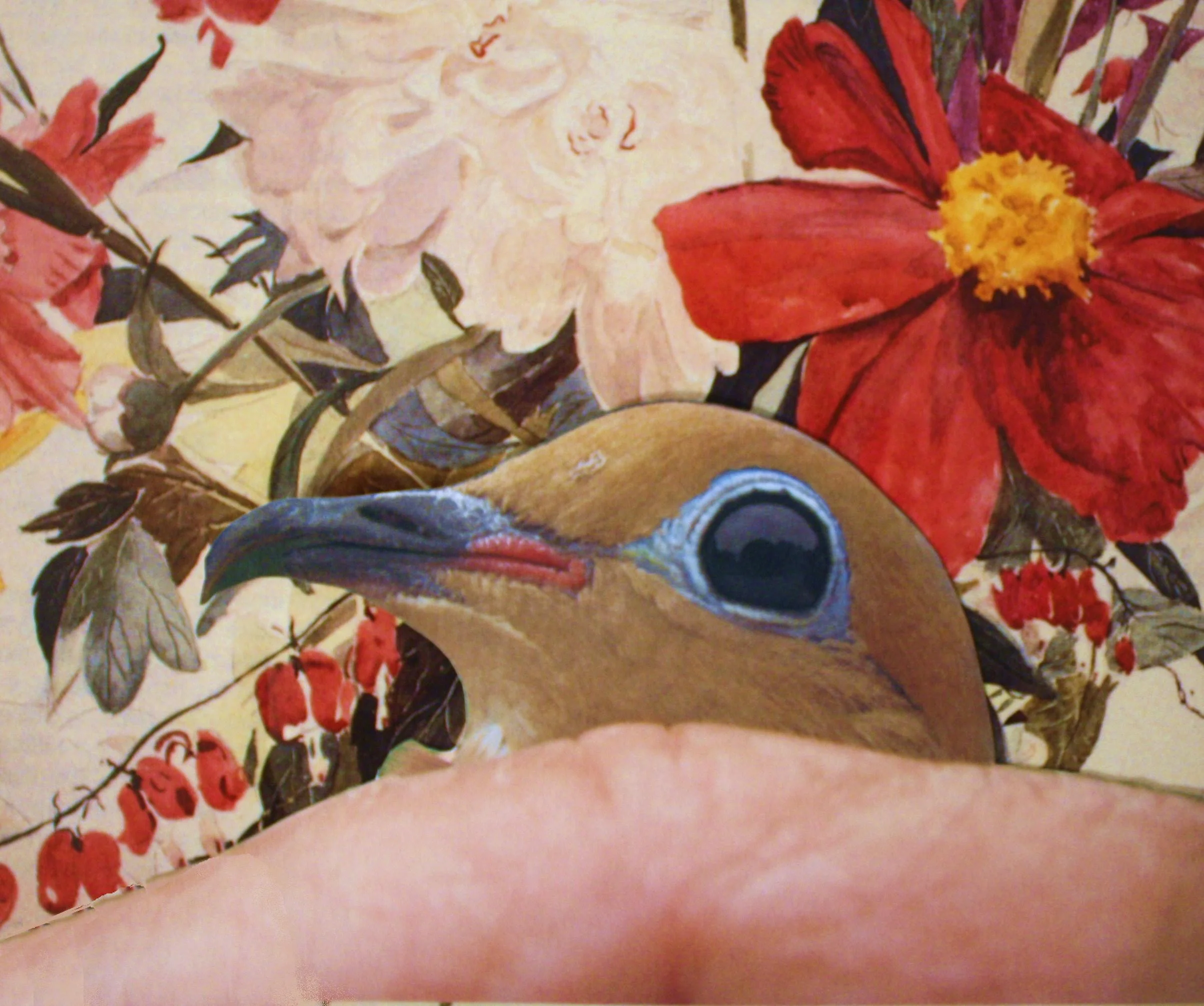 pigeon in the flowers.JPG