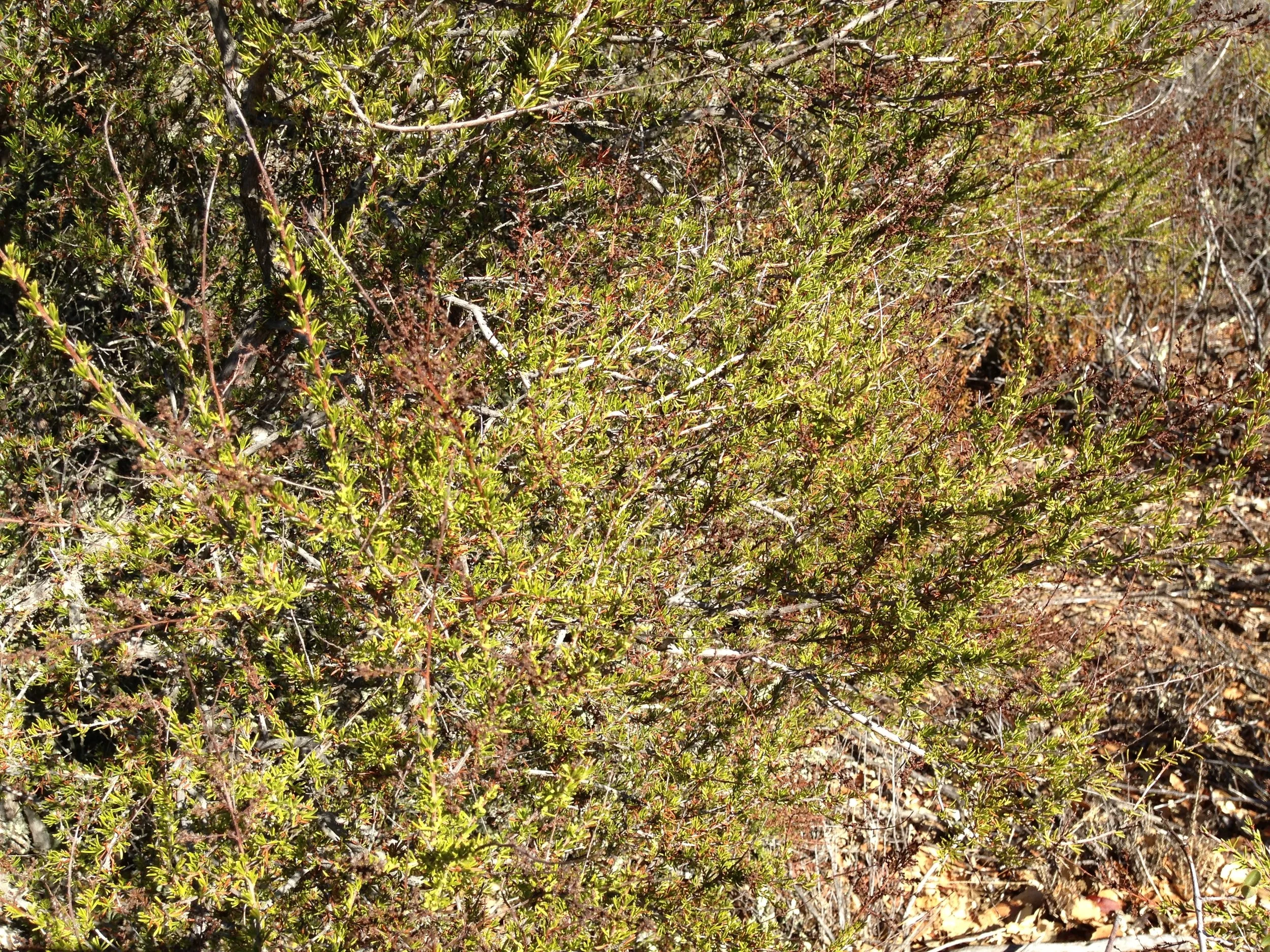 IMG_0693.JPG