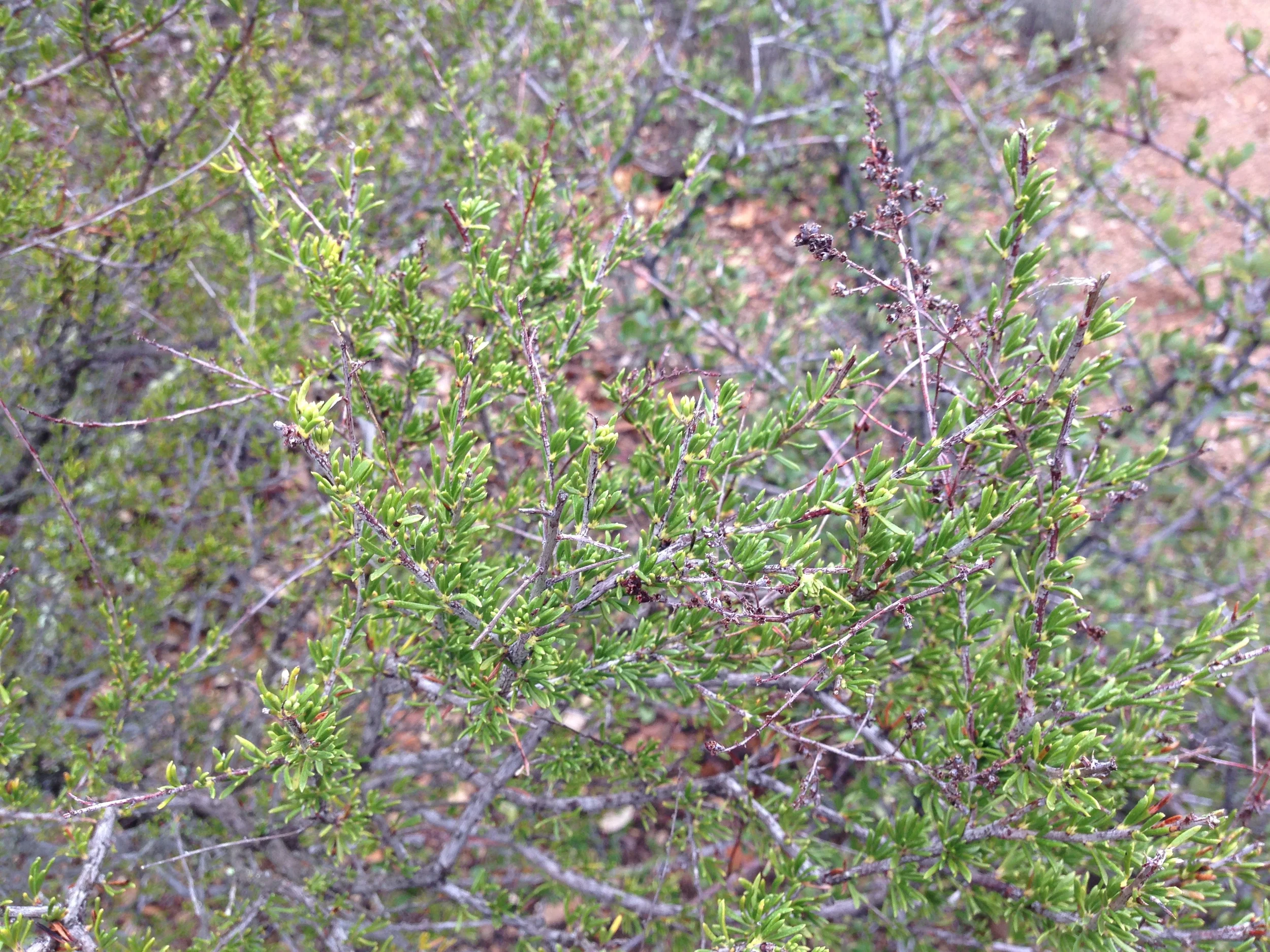 IMG_0995.JPG