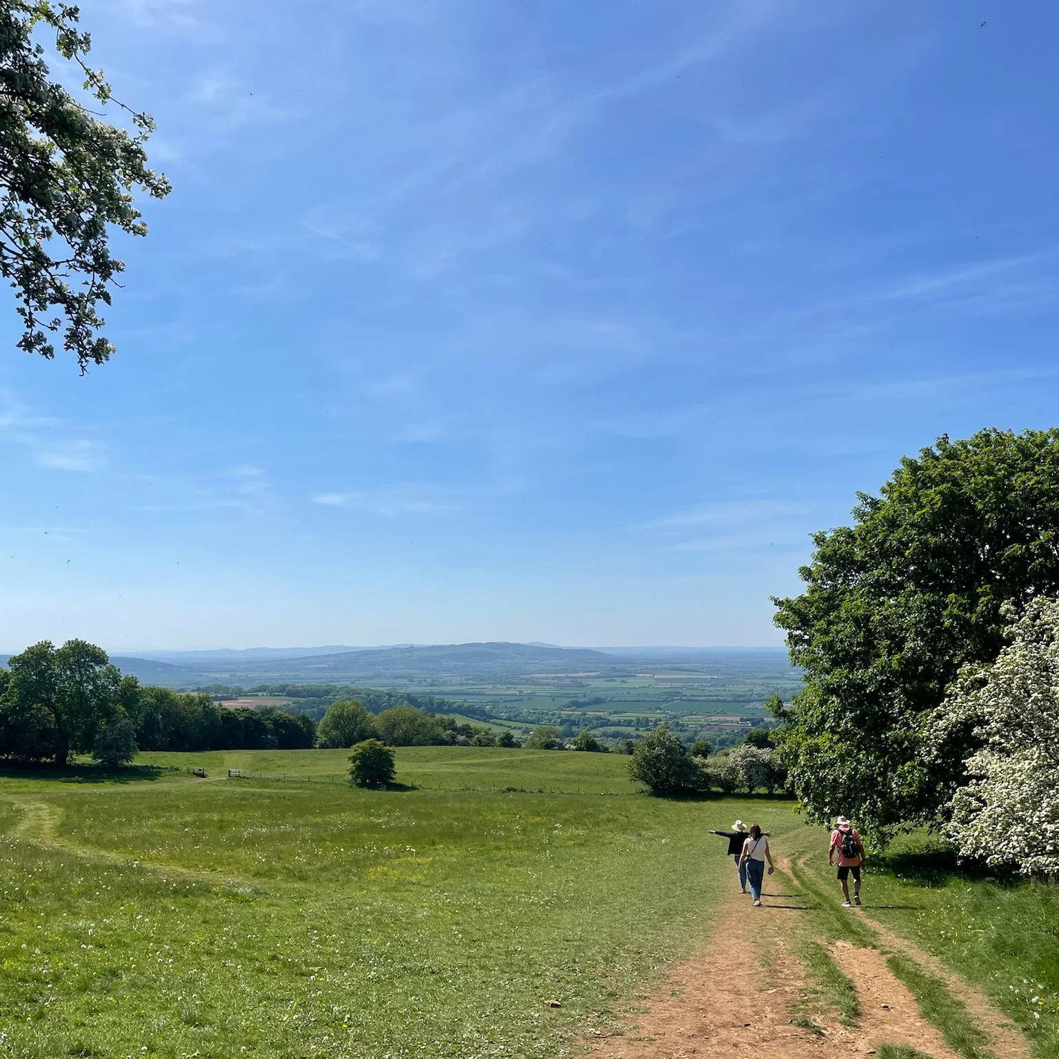  a dreamy pasture walk 