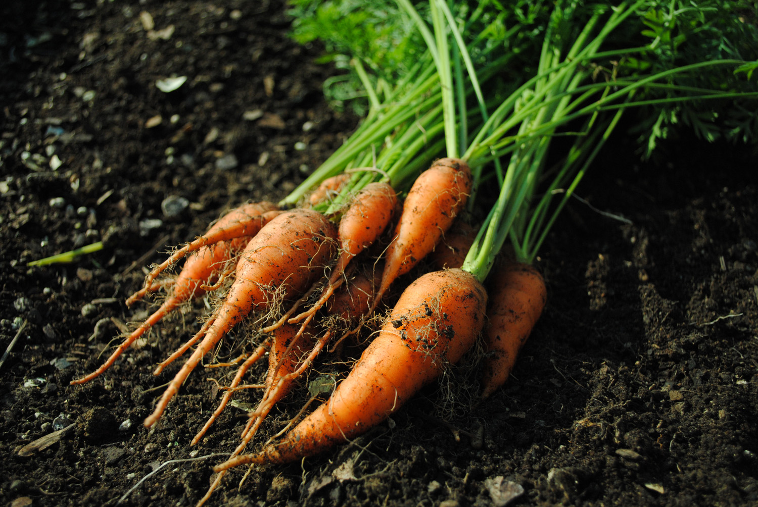 Carrot harvest early fall. #carrots #firstdayofautumn #autumn #harvest #rootvegetables
