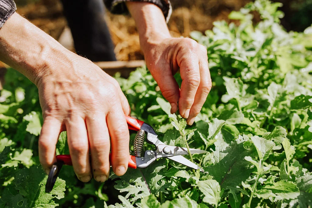 Garden-Fruit-Pruner.jpg