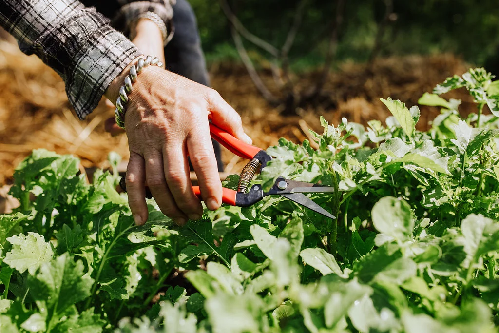 Garden-Fruit-Pruner2.jpg
