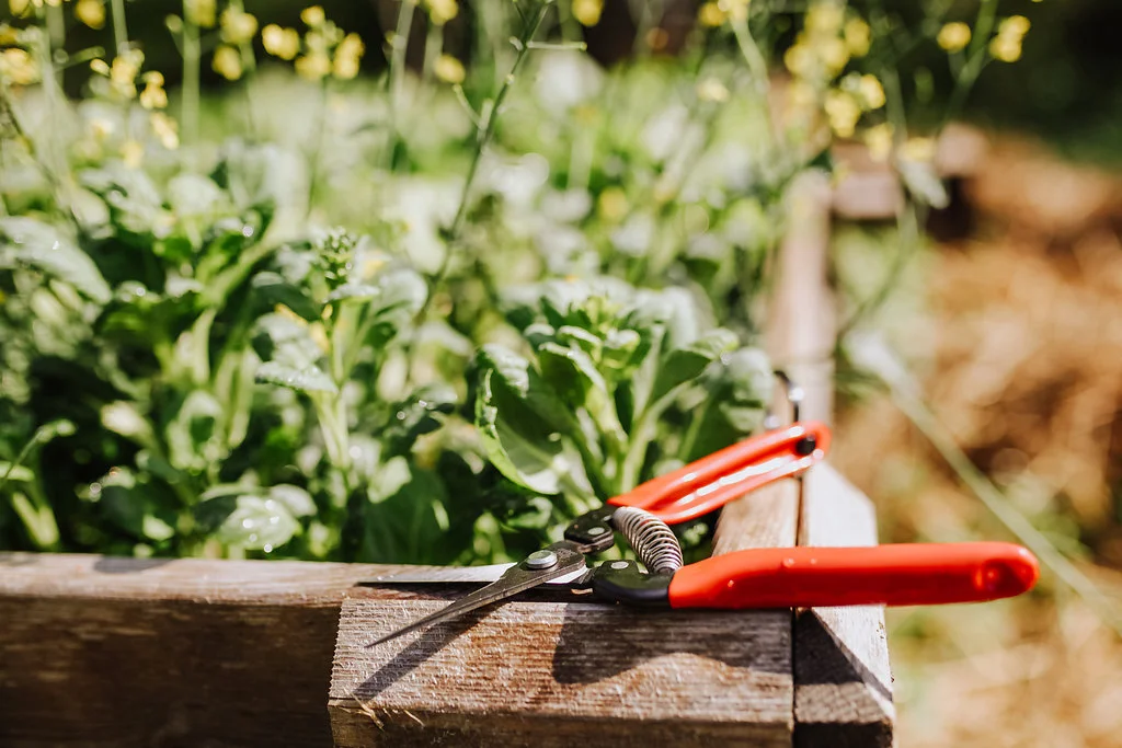 Garden-Fruit-Pruner3.jpg