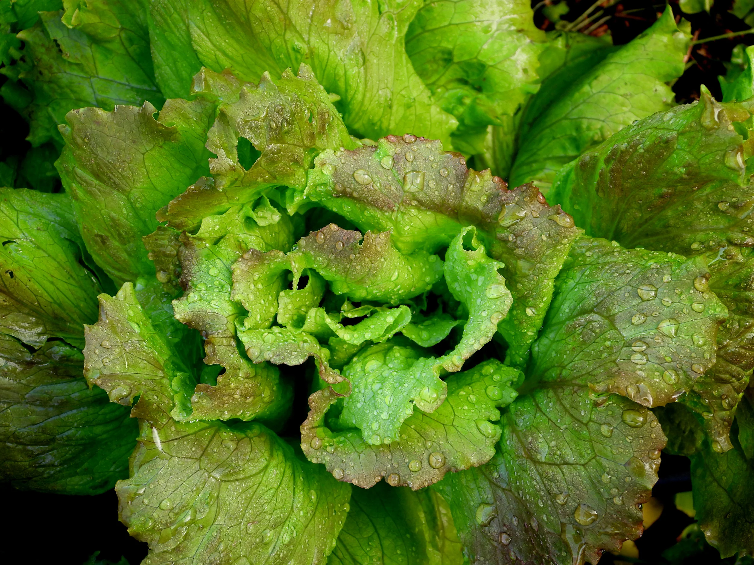 lettuce-raised-garden-bed.jpg
