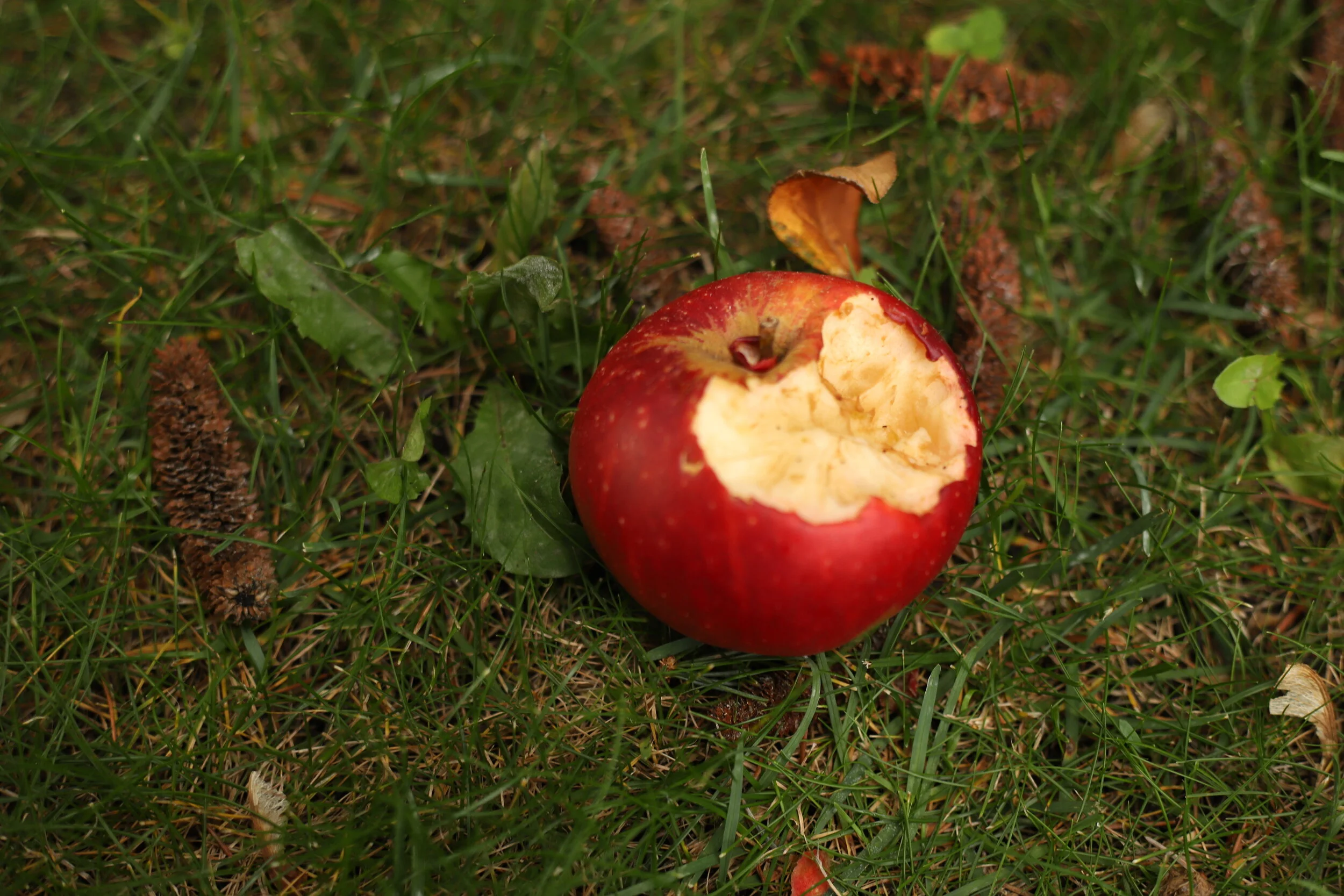 An apple with bites taken out on gre
