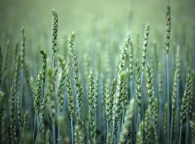 Image of a field of oats with a blue and green filter.
