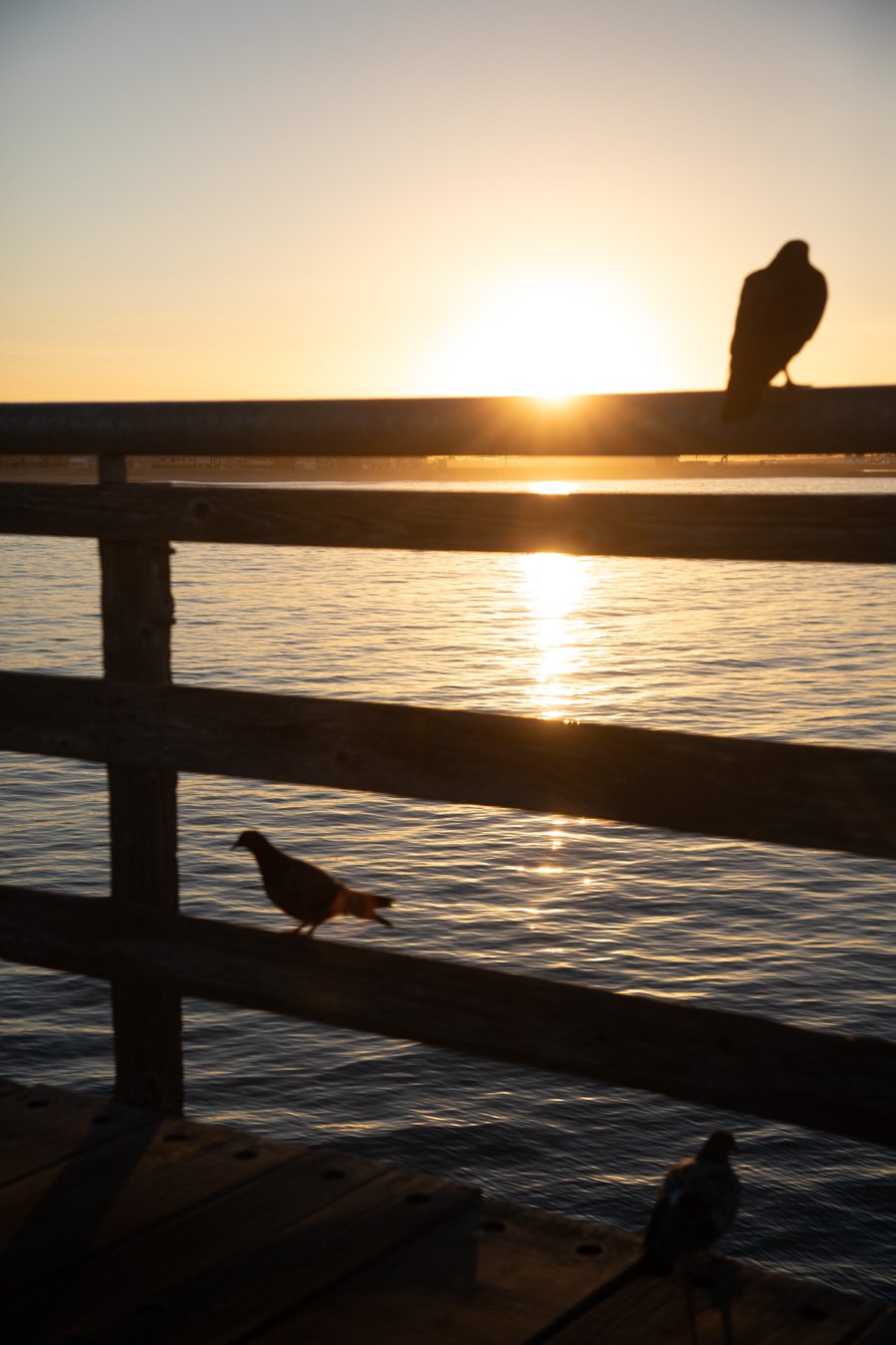 Seal-Beach_pier_web-0300.jpg