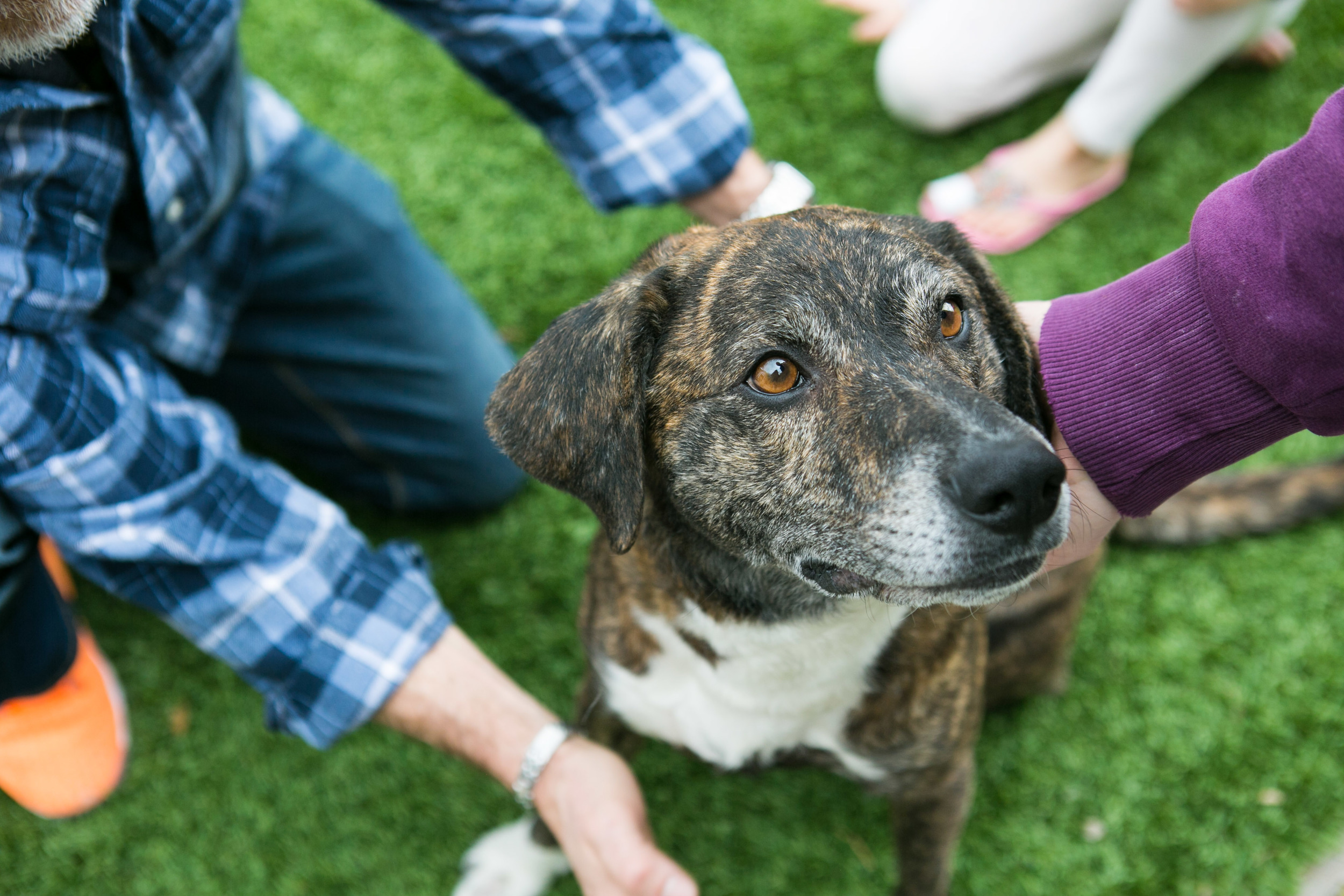 rescue dog at home