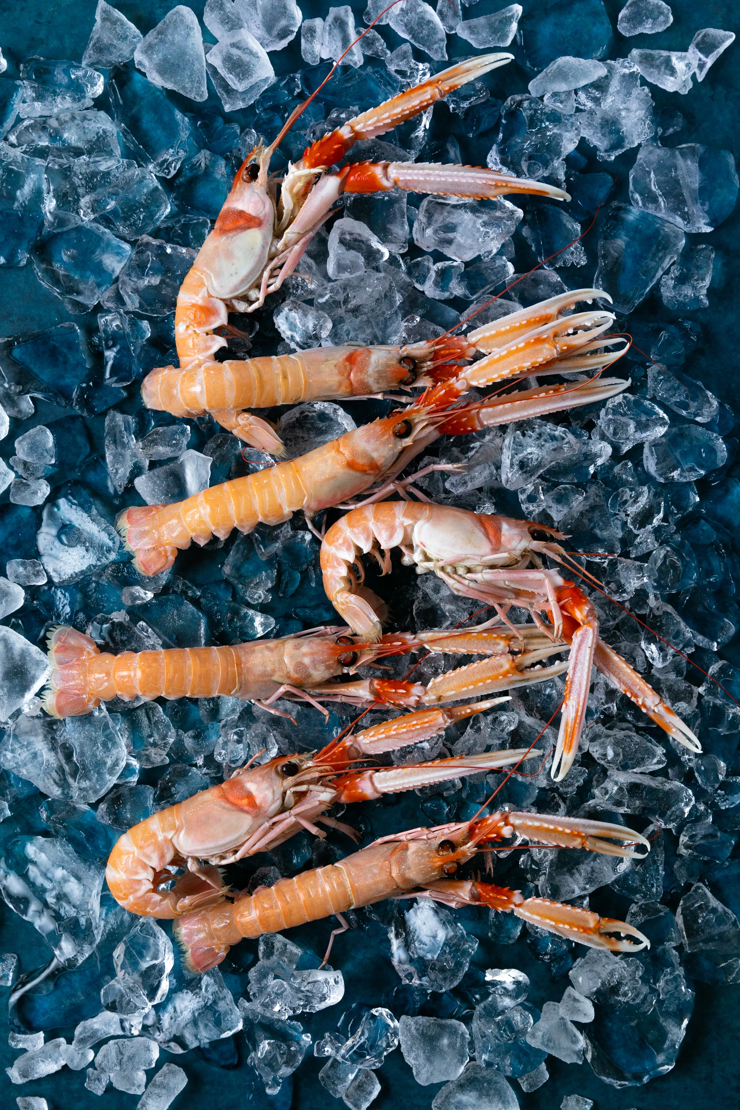 069-langoustrines-on-ice.jpg