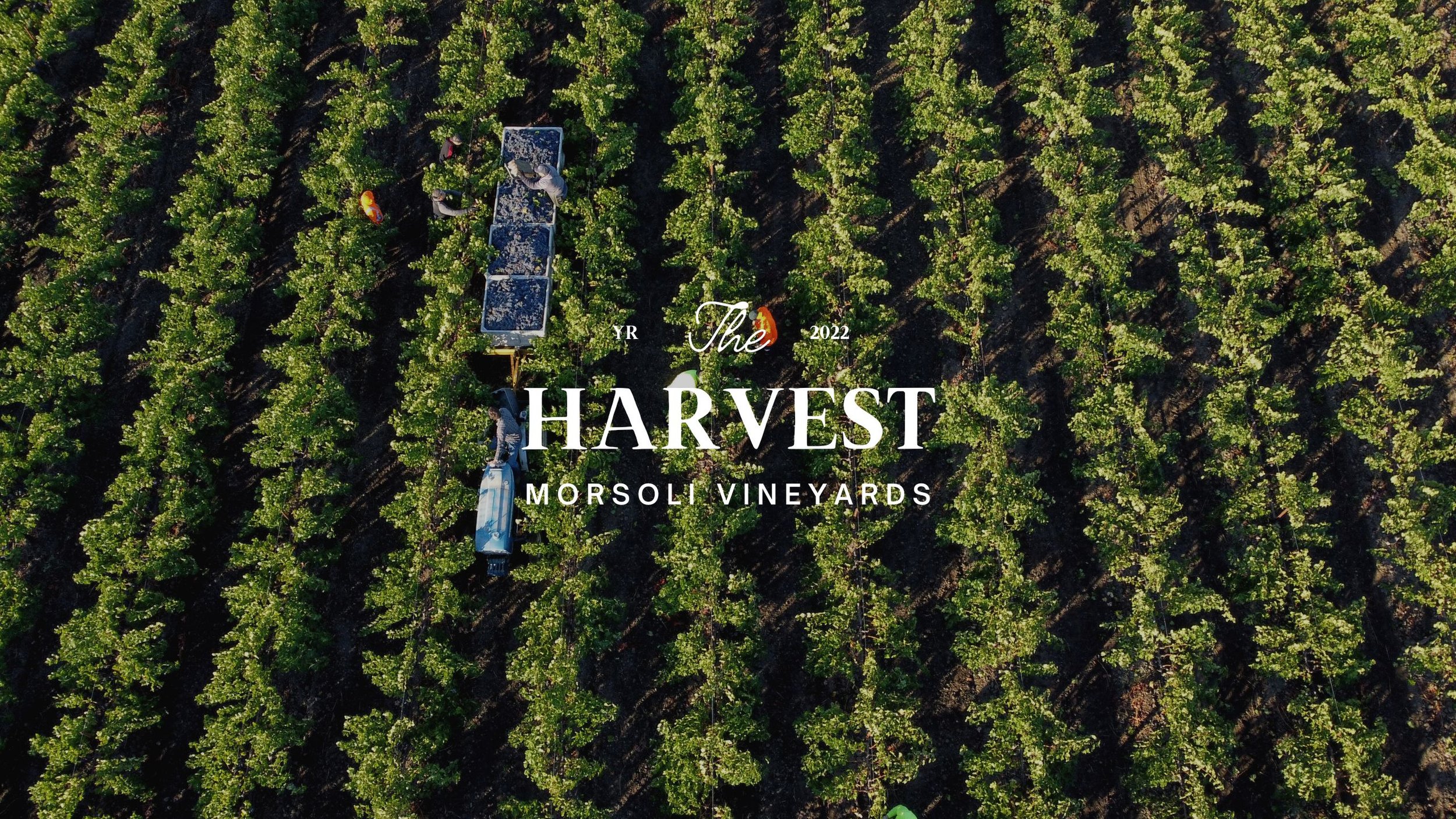 Harvest in Napa Valley at Morisoli Vineyards