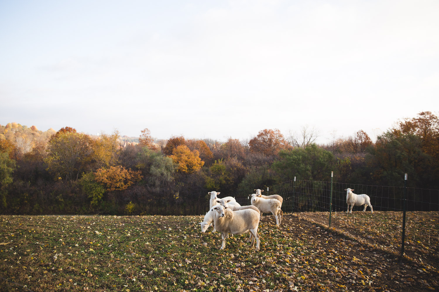 GOODE ACRE FARMS