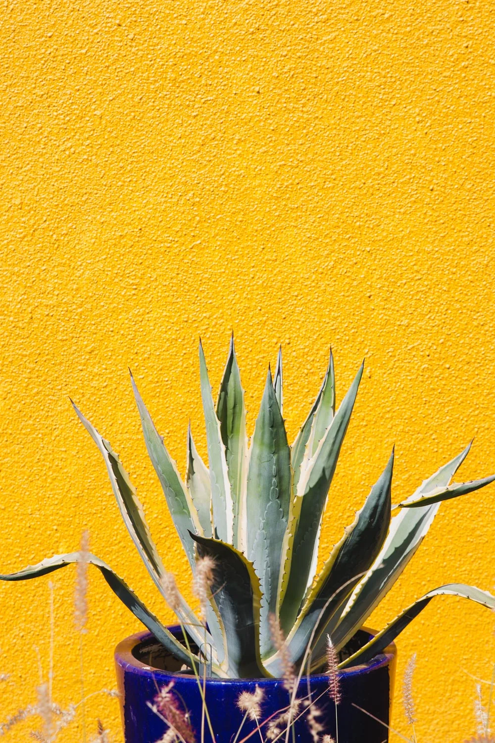 cactus.jpg