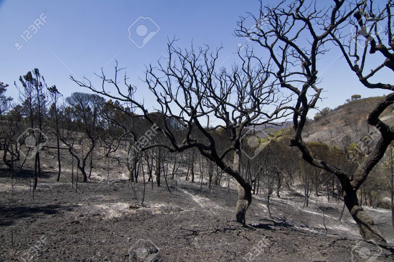 15303201-landscape-view-of-a-burned-forest-victim-of-a-recent-fire-.jpg