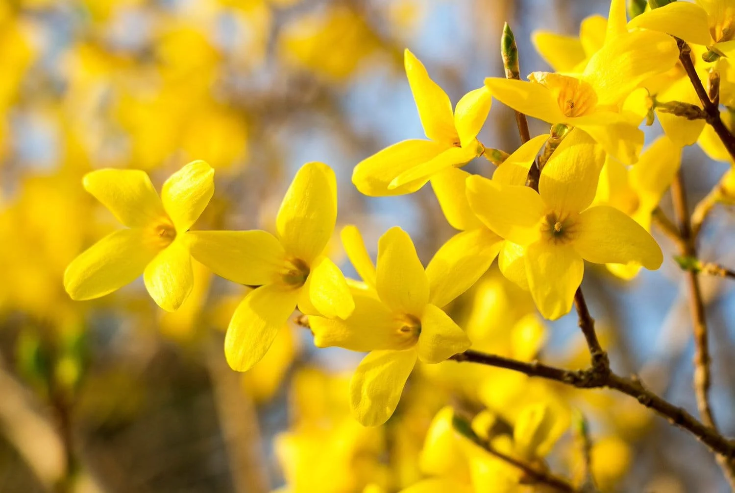 Forsythia-Feature-Image.jpeg