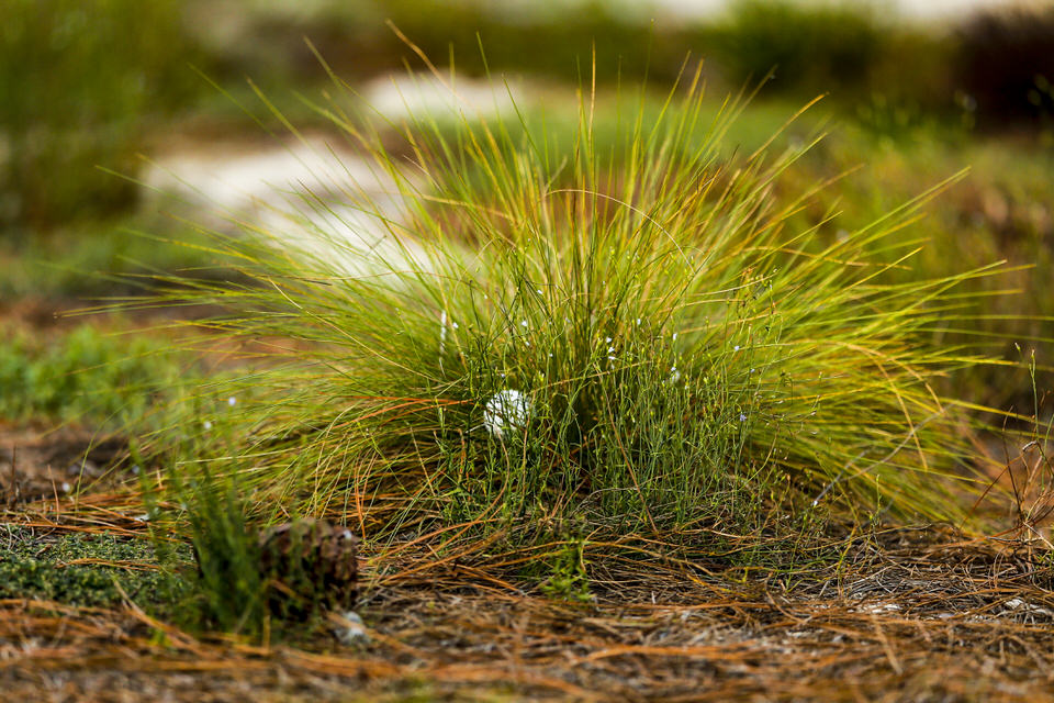  Detail of a ball in a tuft of grass during the first round of stroke play at the 2019 U.S. Amateur at Pinehurst Resort & Country Club (Course No. 2) in Village of Pinehurst, N.C. on Monday, Aug. 12, 2019.  (Copyright USGA/Michael Reaves) 