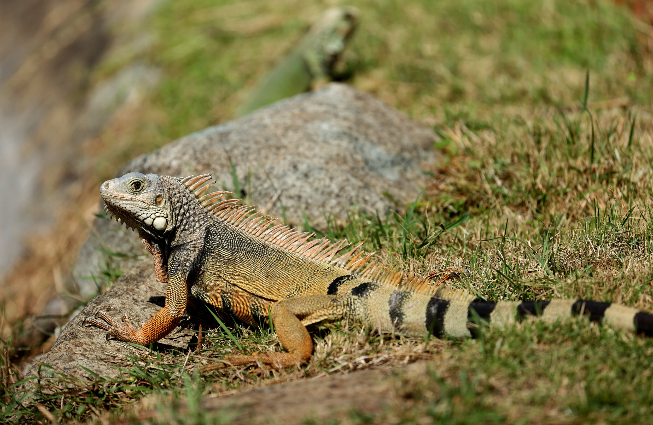  RIO GRANDE, PUERTO RICO - FEBRUARY 25: An Iguana suns itself on the course during the first round of the Puerto Rico Open at Grand Reserve Country Club on February 25, 2021 in Rio Grande, Puerto Rico.  (Photo by Andy Lyons/Getty Images) 