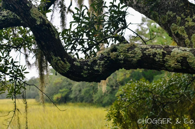 Savannah_Wormsloe_Plantation_2013_©HOGGER&Co._028.jpg